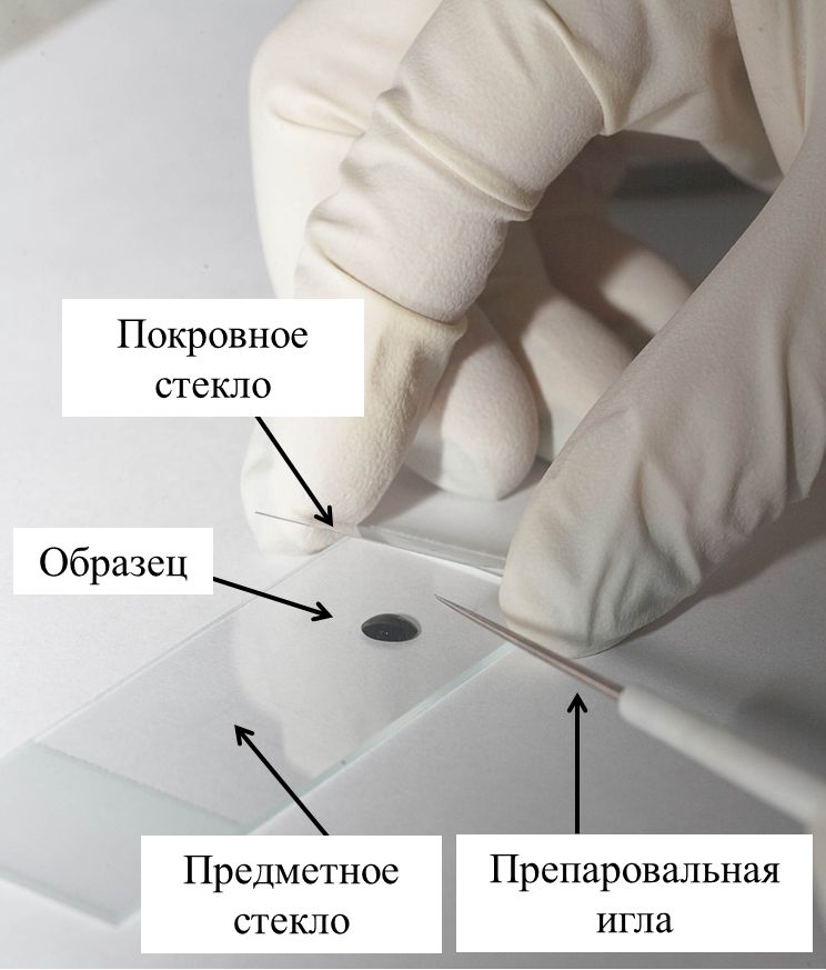 микроскоп.jpg
