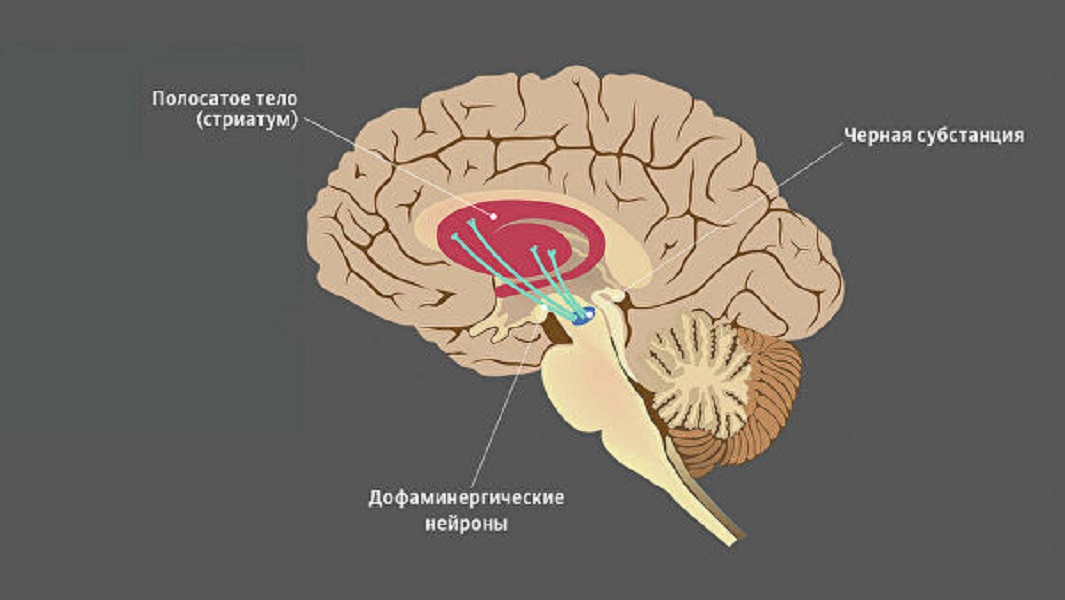 Реферат: Мозг и память человека: молекулярный аспект
