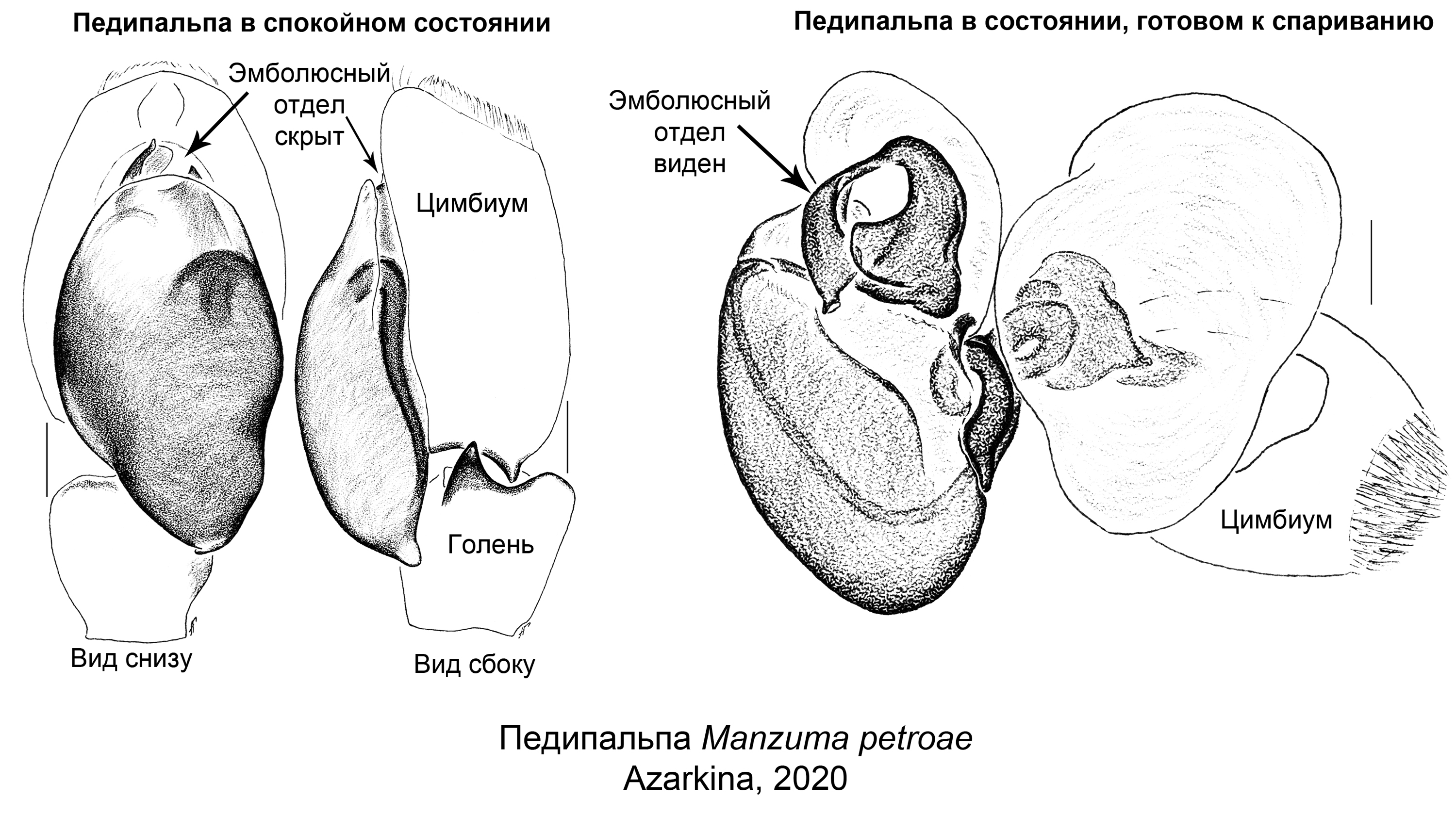 Palps Manzuma petroae.jpg