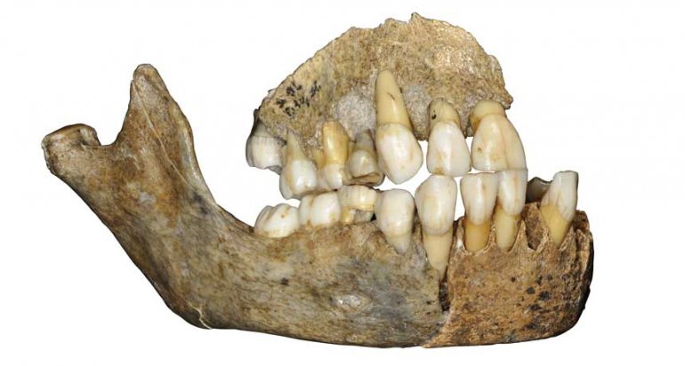 european_neandertal_feat.jpg
