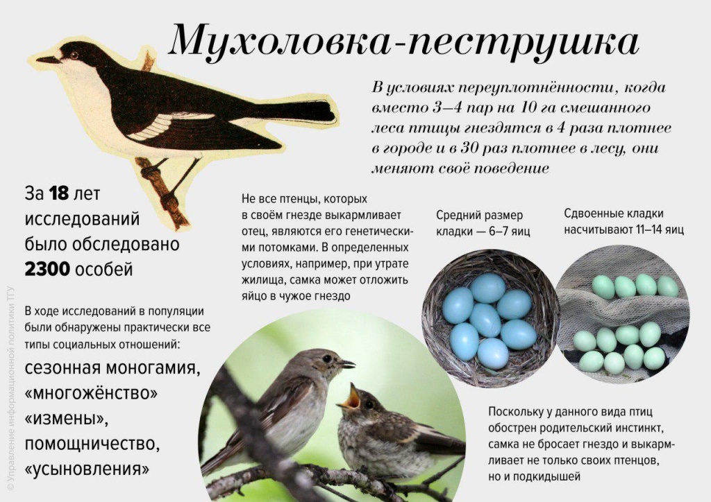 infografika-tgu.jpg
